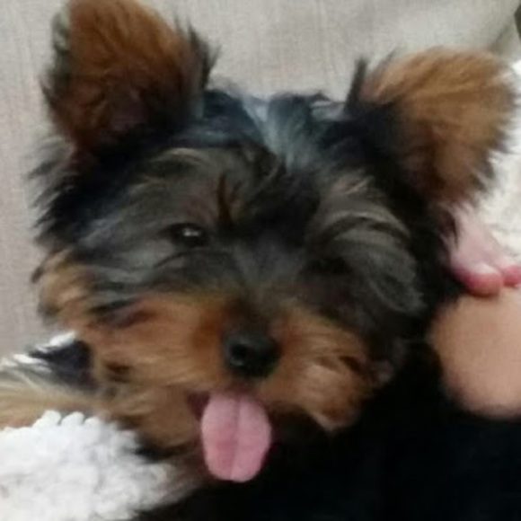 Meet your Posher, Abby - Picture 1 of 1